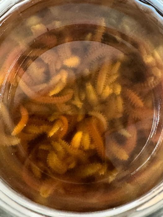 Морской черви свежие