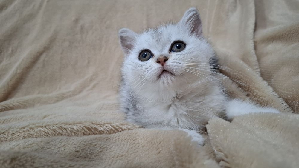 Котята шиншилла серебро