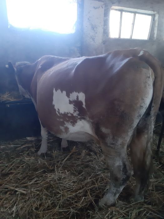 Vand Vaca Baltata Romaneasca,  gestanta. CITITI ANUNTUL !!