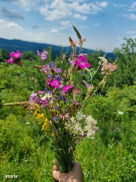 Teren intravilan cu livada 9000mp - zona Valenii de Munte