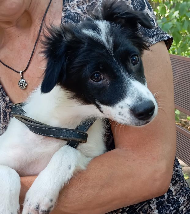 Мальчик Звоночек