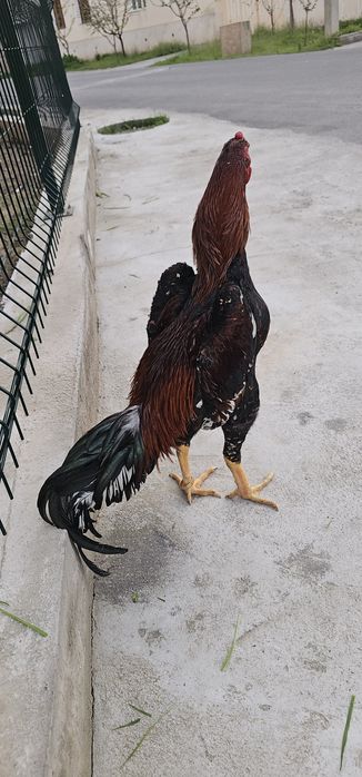 Nems o shamo.  TUXUMI.  tozza privaznoyla