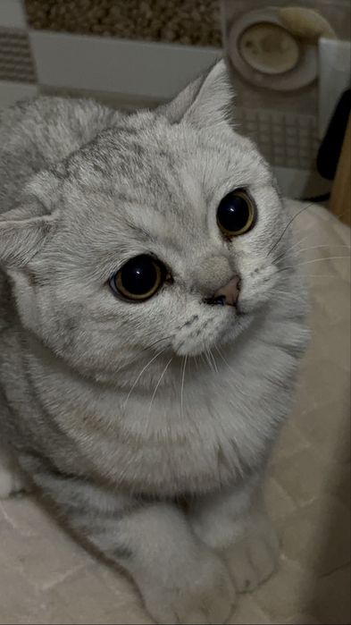 Котёнок Шотландец