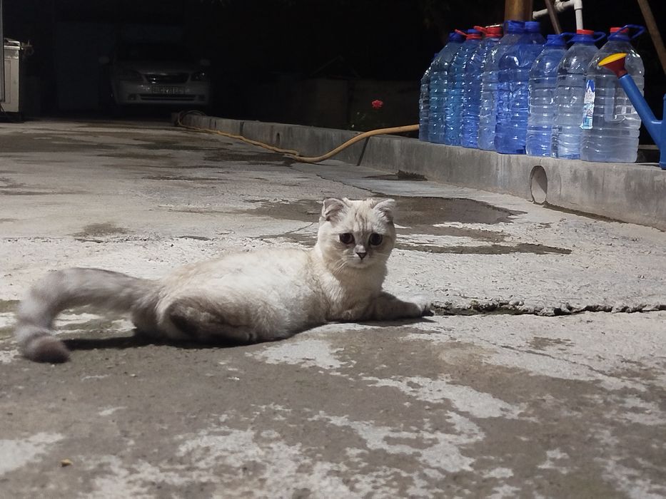 Scottish Fold Sotiladi