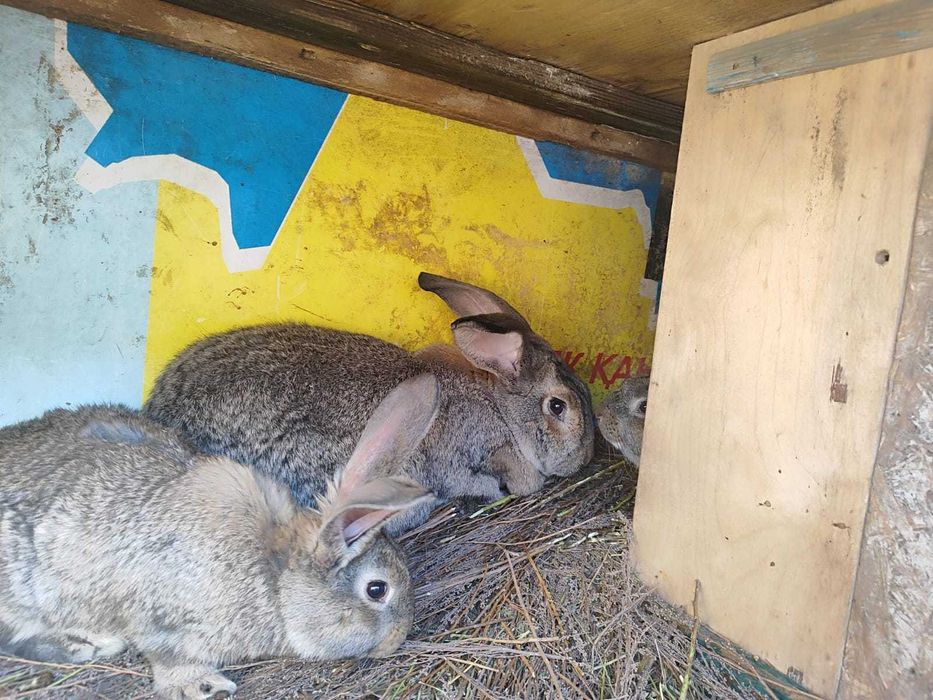 Продам кроликов !