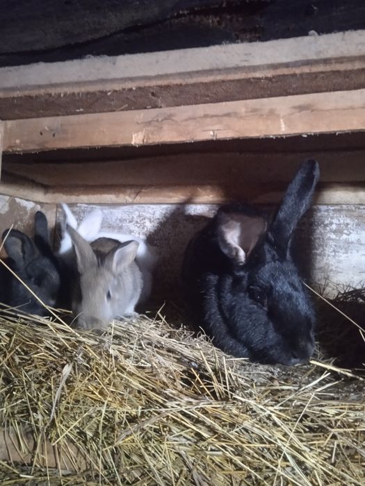 Продам кроликов...