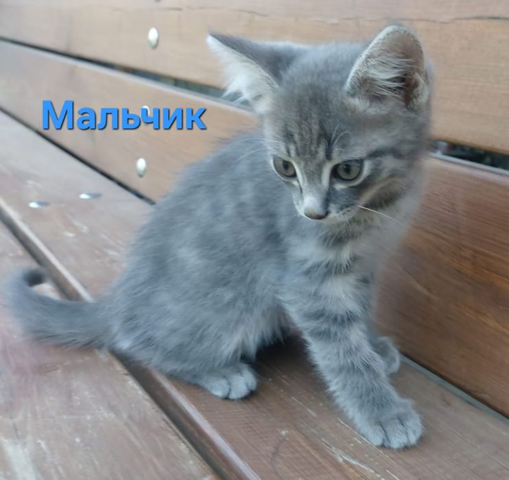 Котята. Котёнок.