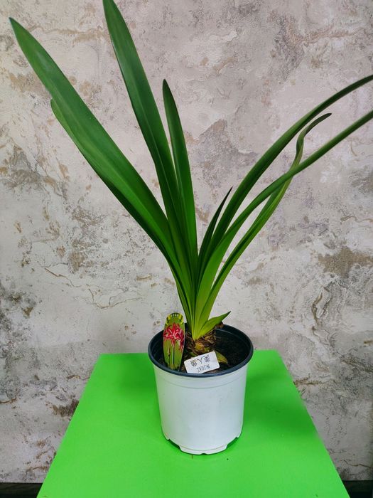 Комнатные растения для дома