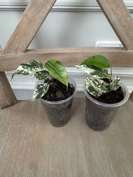 Фикус бенджамина Блэк Даймонд,гантель,эльдорадо,триангулярисвайтмарджи