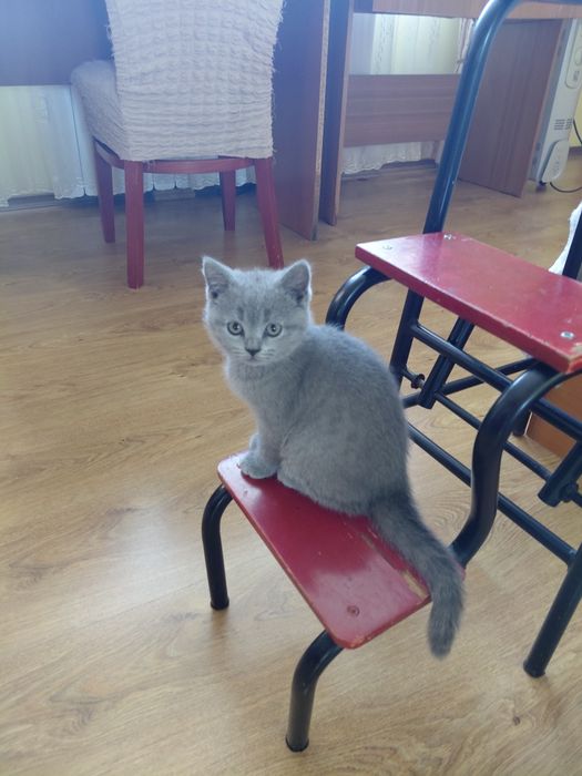 Британски котенца