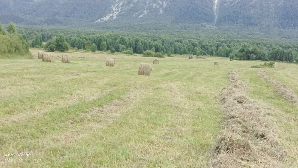 Продам сено рулонах укос 2026.г.