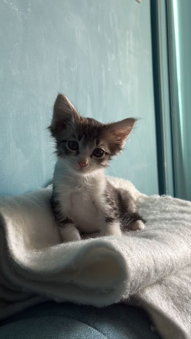 Отдам котенка даром