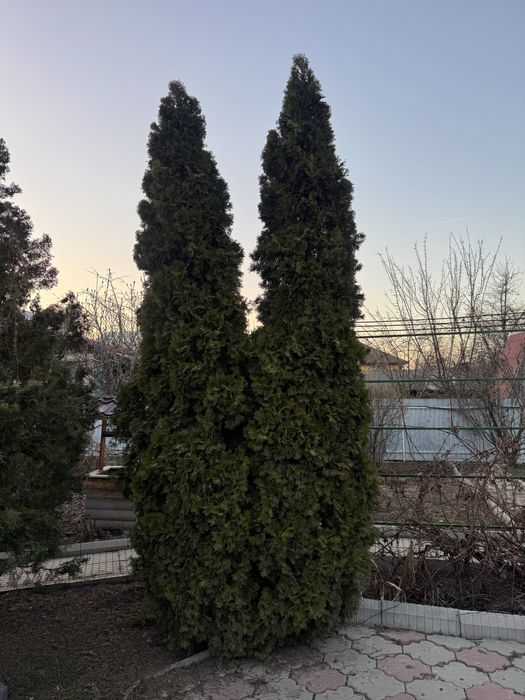 Продам туи , елки , ели б/у