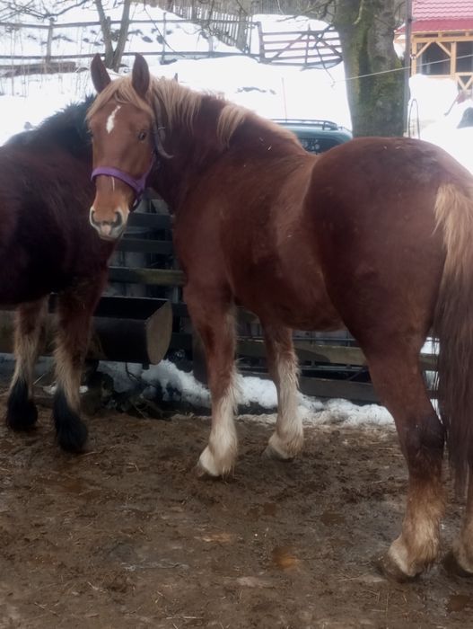 Cai de vânzare  manze