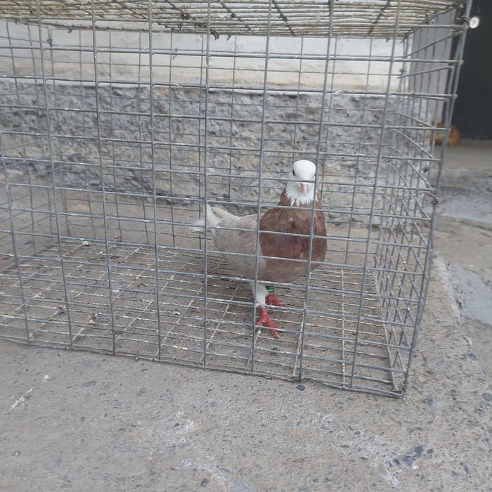 Акбас туркмен лет бой гарантия