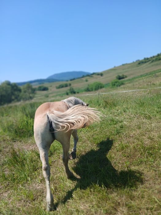 Vând mânză de 1 an