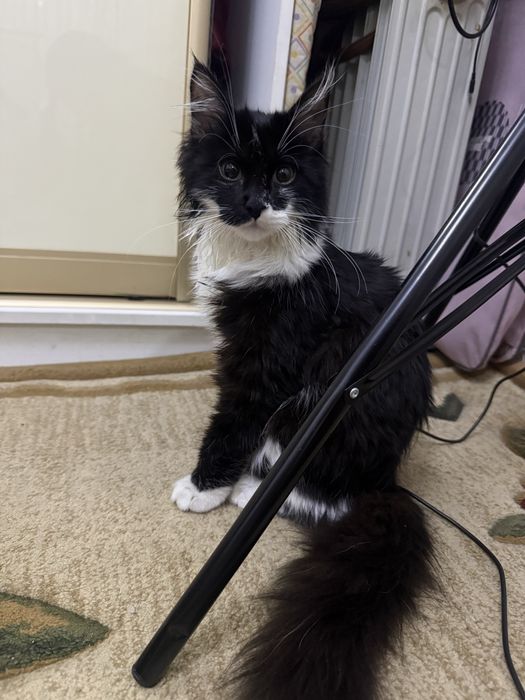 Отдам котенка в добрые руки