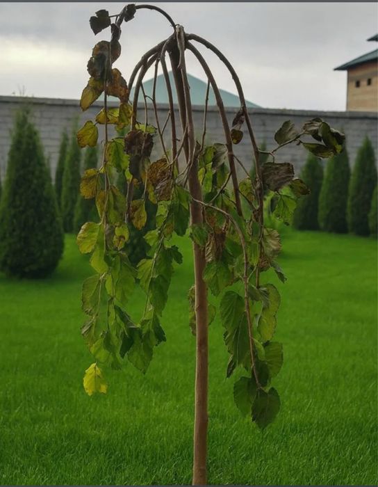 Тутовник зонтиковый