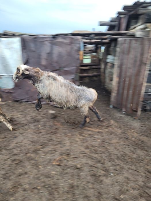 Продам жирного барана