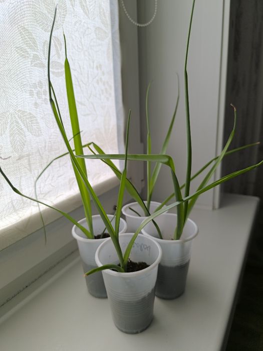 Продам индийский лук