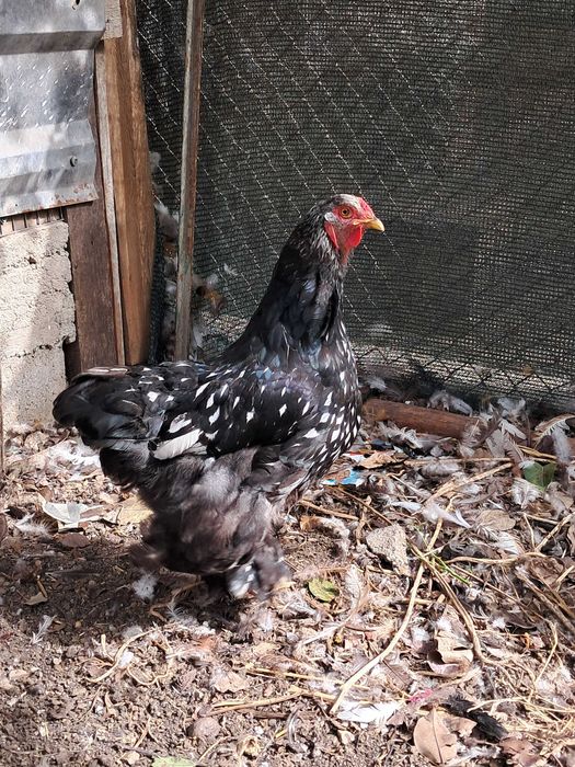 Brahma Silver Laced 5 gaini