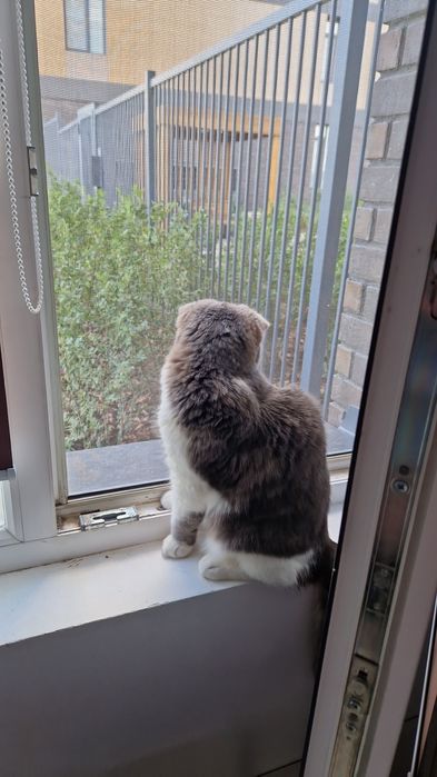 Отдам в добрые руки кота .