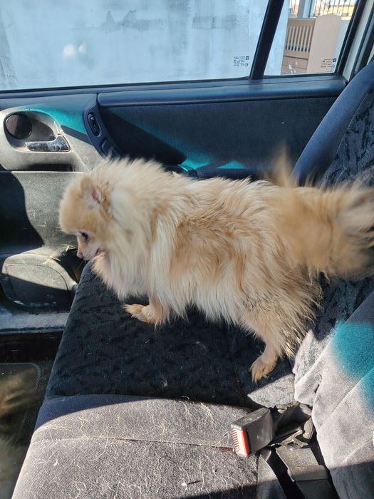 Померанчета на 2г