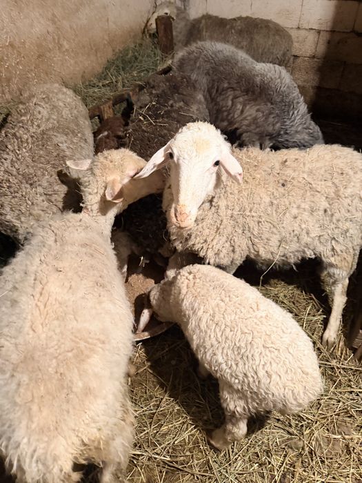 Бараны , Кой , матки с ягнатами