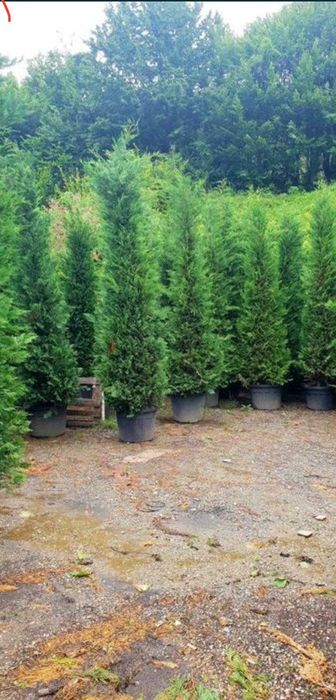 Leylandii Cupressocyparis