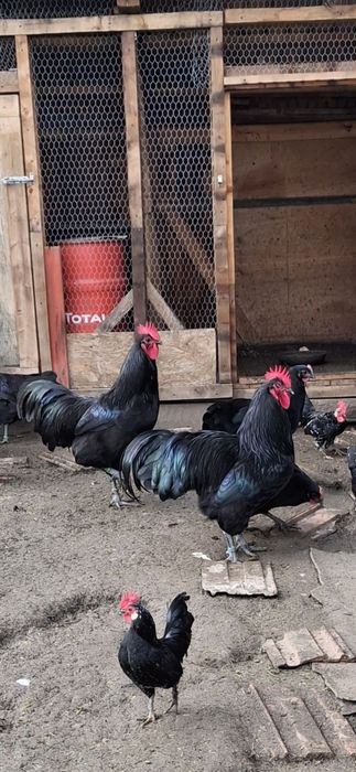 Pereche  Gaini Australorp (cocosi si gaina)