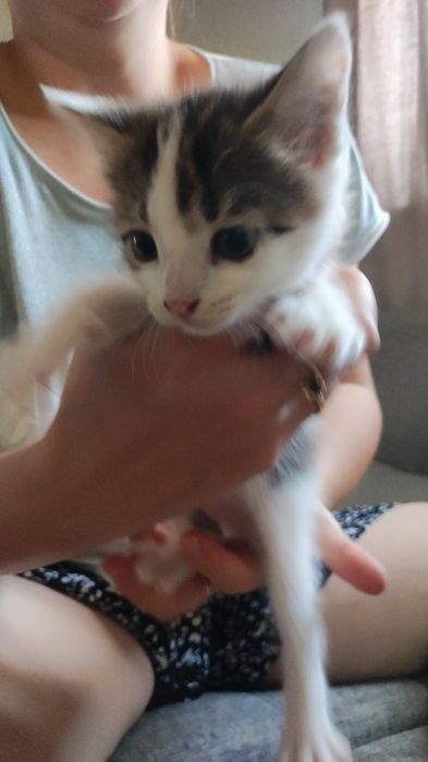 Котята девочки 5 мальчики2