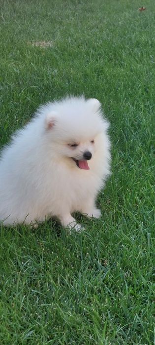 Mascul pomeranian