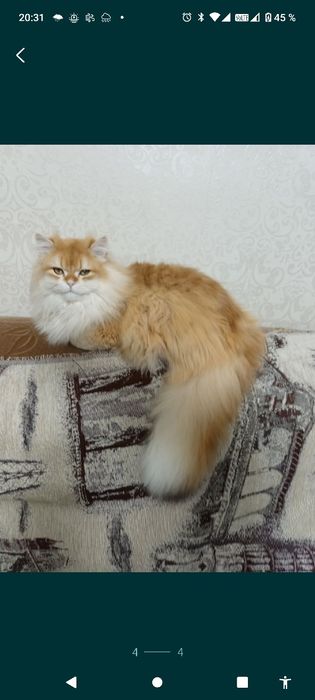 Британский мальчик-красавчик
