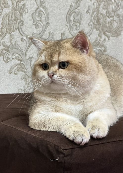 Золотой Британец