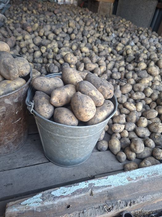Продам картофель.