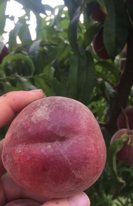 ШОФТОЛИ кучатларимизни 12 хил сорти бор сортига падвойига кафолат бера