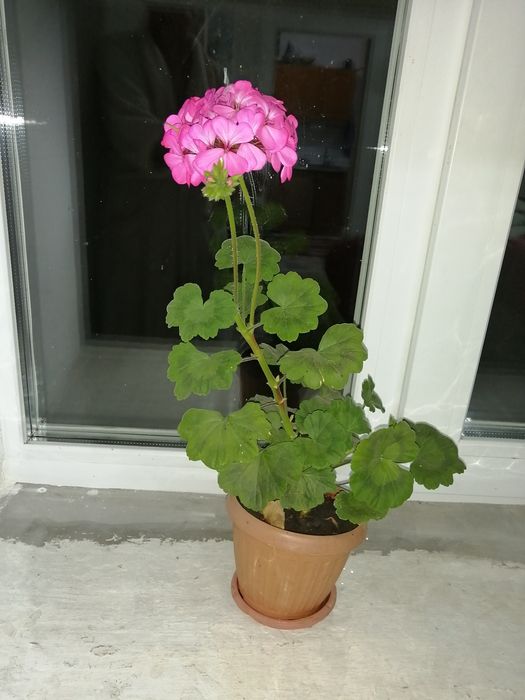 декабрист, комнатный цветок