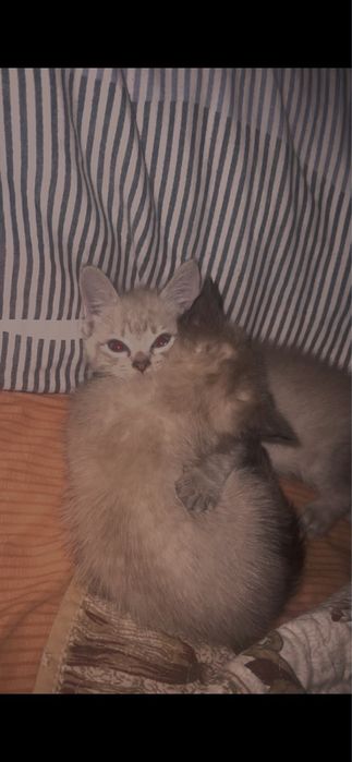 Котёнок-девочка в добрые руки бесплатно