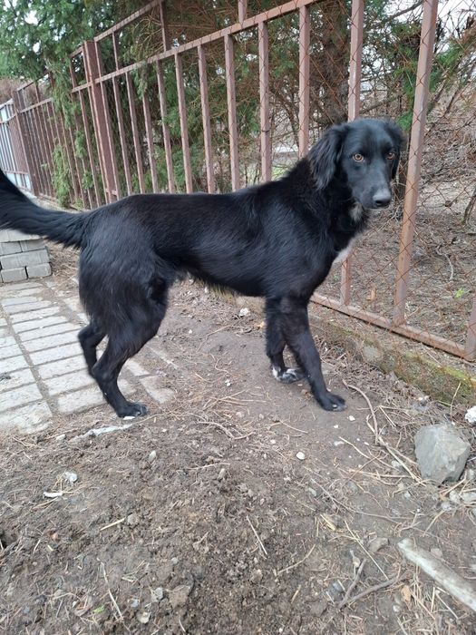 Мощный кабель (метис Тазы) в рабочие руки