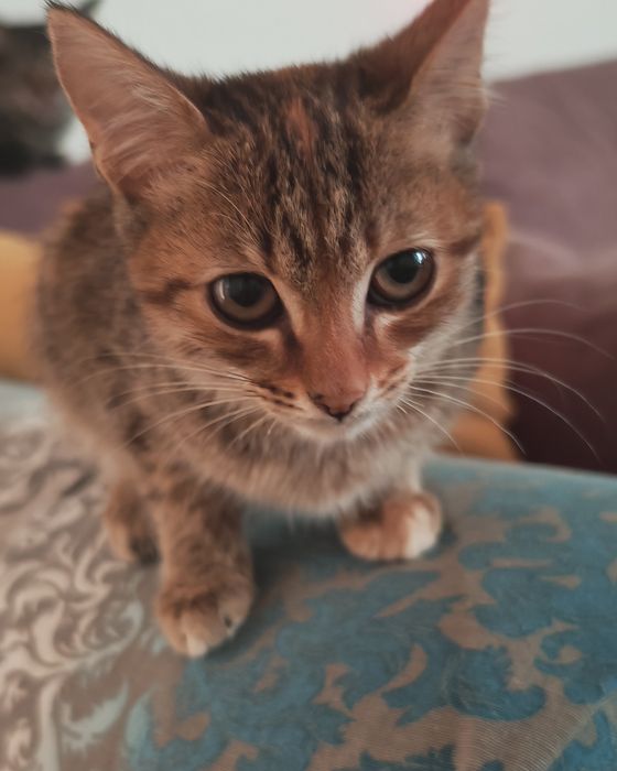 Отдаем в добрые руки котенка девочку