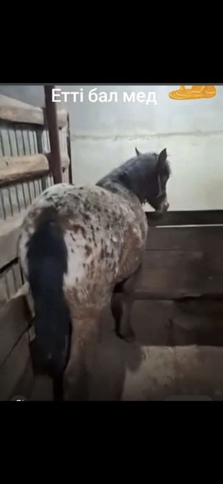 Сатамын ұрғашы жабағы