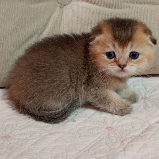 Продается шикарный мальчик скотишфолд, шиншилла шоколадное золото.