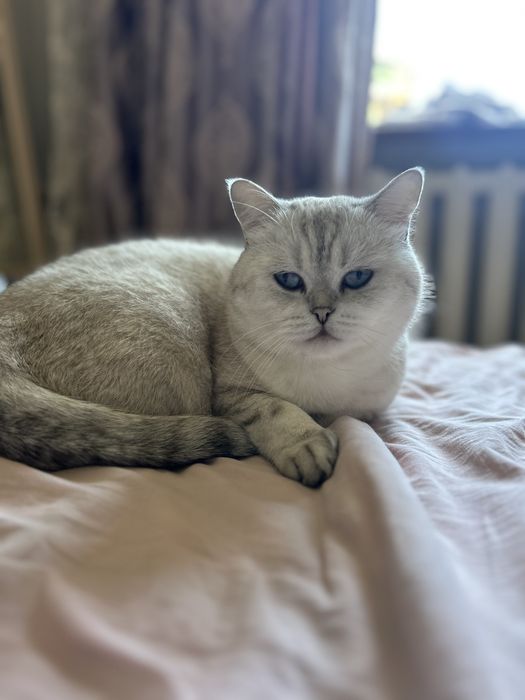 Котик ищет любящую семью
