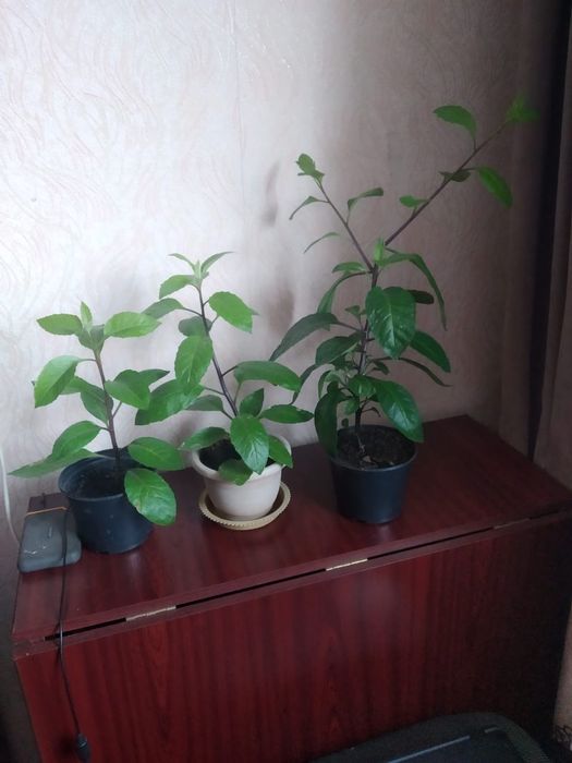 Продам женское счастье, джинура