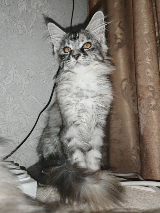 Котята породы Мейнкун