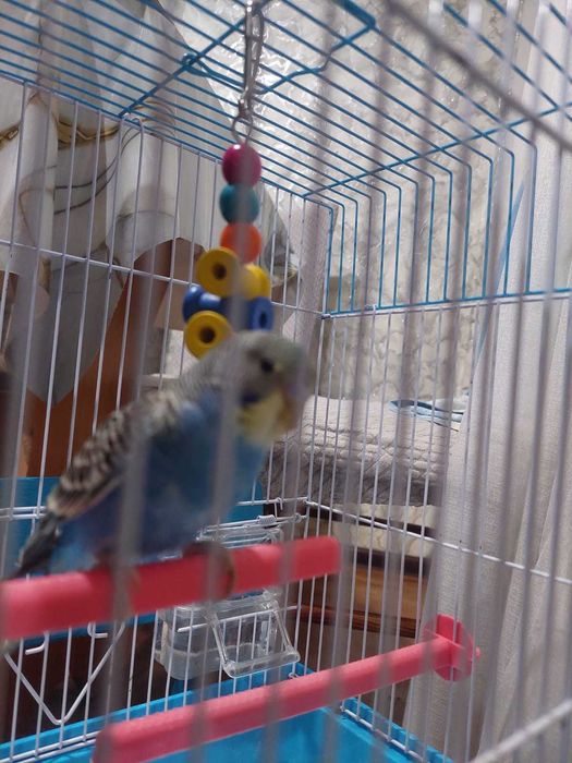 Попугай Кеша, ручная