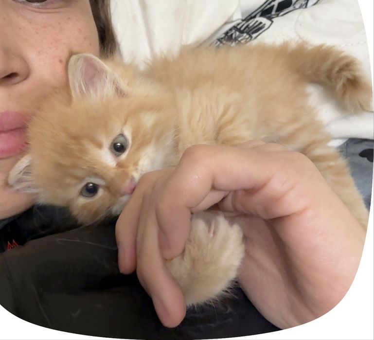 Продам котенка , 3 месяца