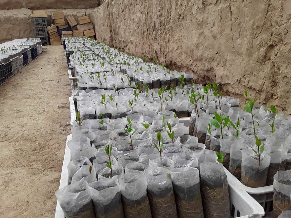 Пайванд хандон писта привитые саженцы фисташек,  серхосил бодом ва ен