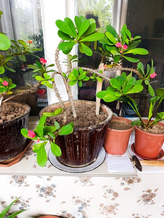 Цветы на горшке Малочай миля