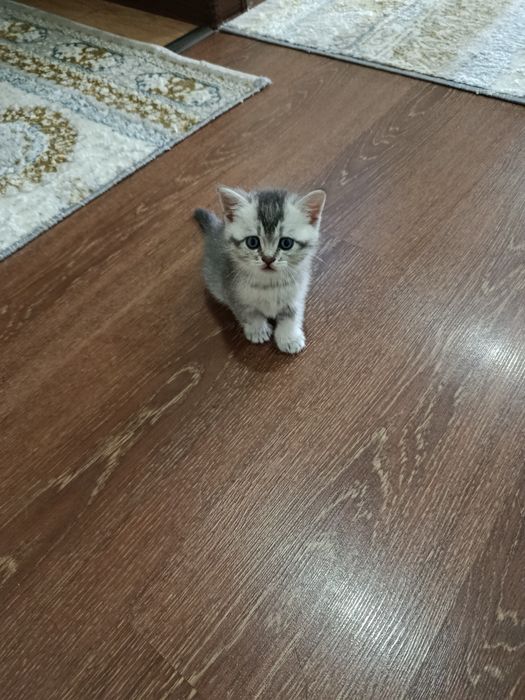 Продается котята породистые